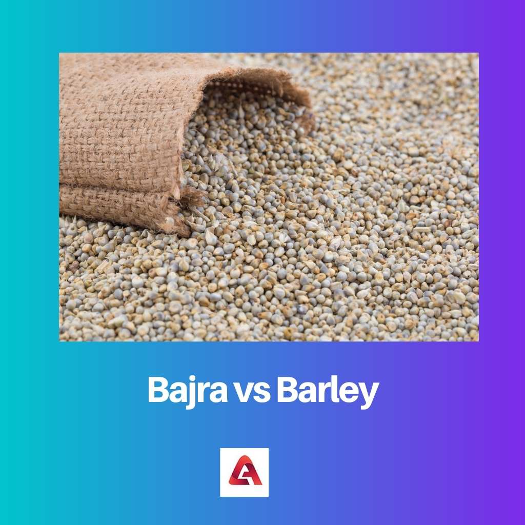 巴吉拉 vs 大麦