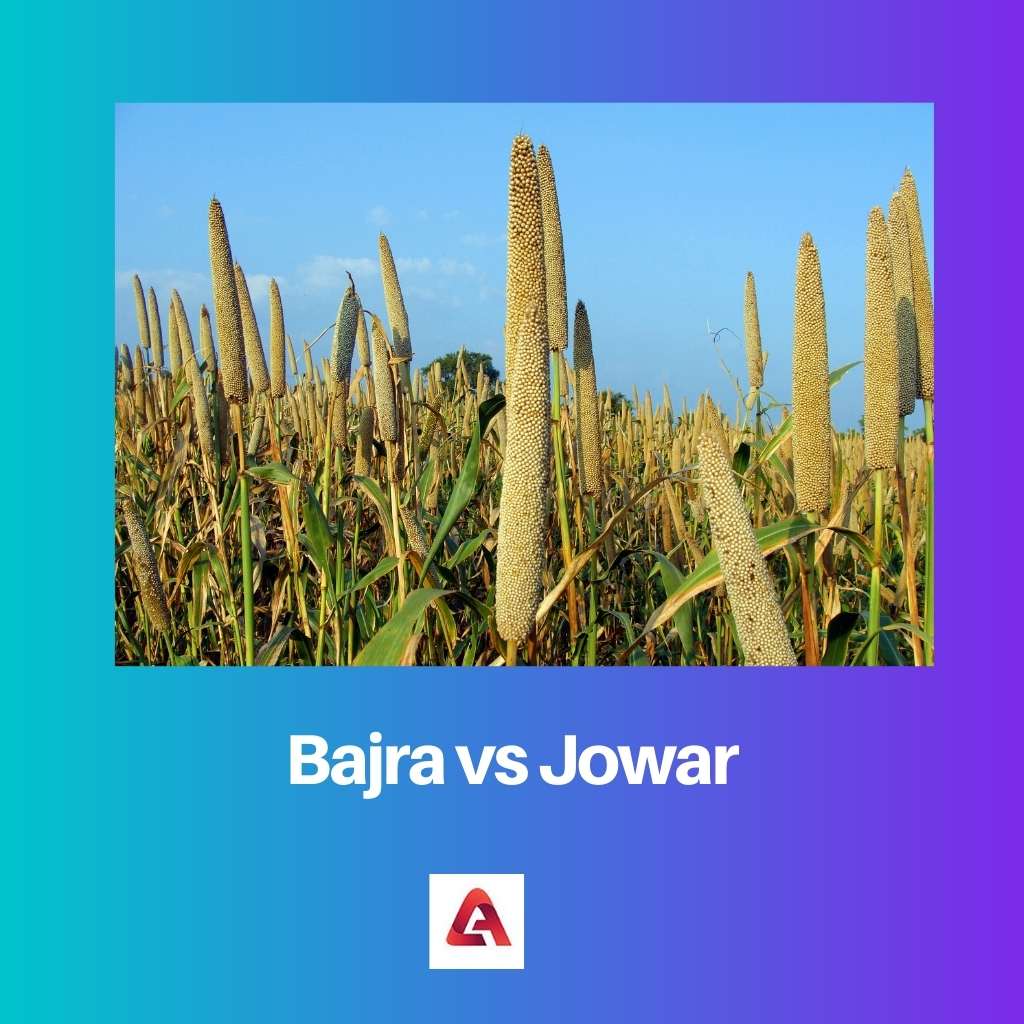 Bajra tegen Jowar
