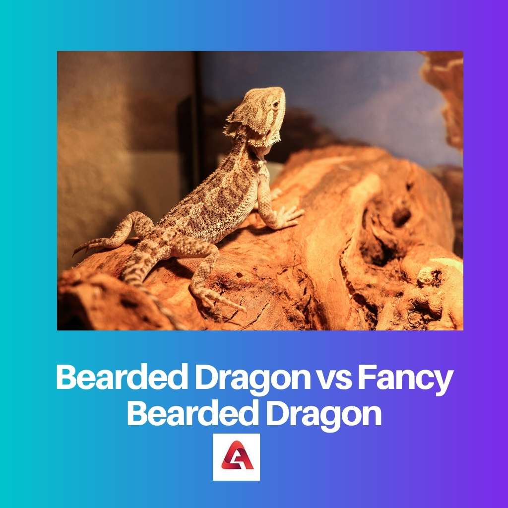 Dragón barbudo vs Dragón barbudo elegante