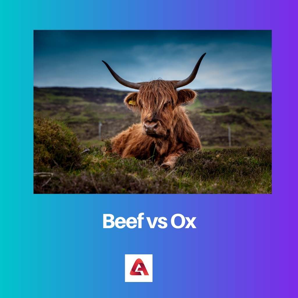 thịt bò vs