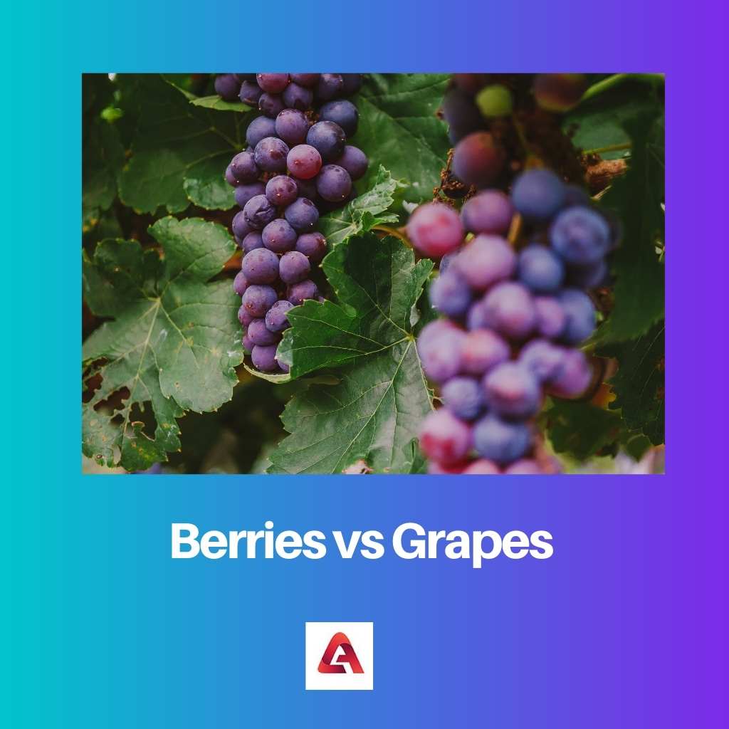 Berries vs Grapes