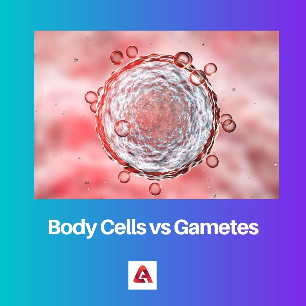 خلايا الجسم مقابل Gametes
