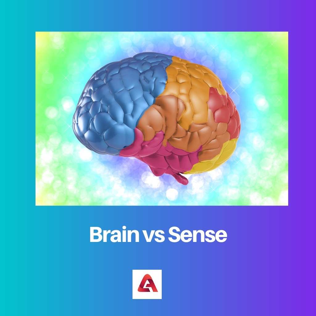Brain vs Sense