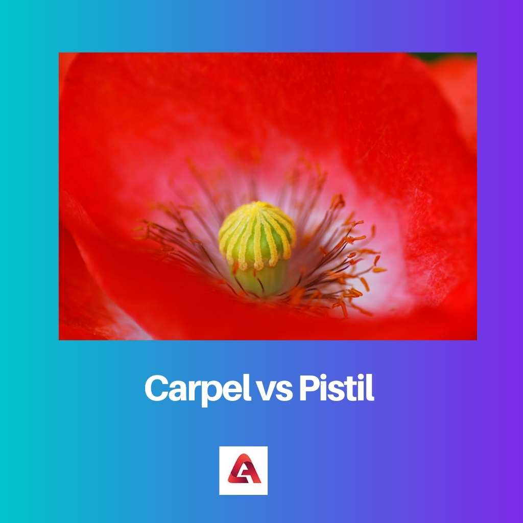 Carpel vs Pistil