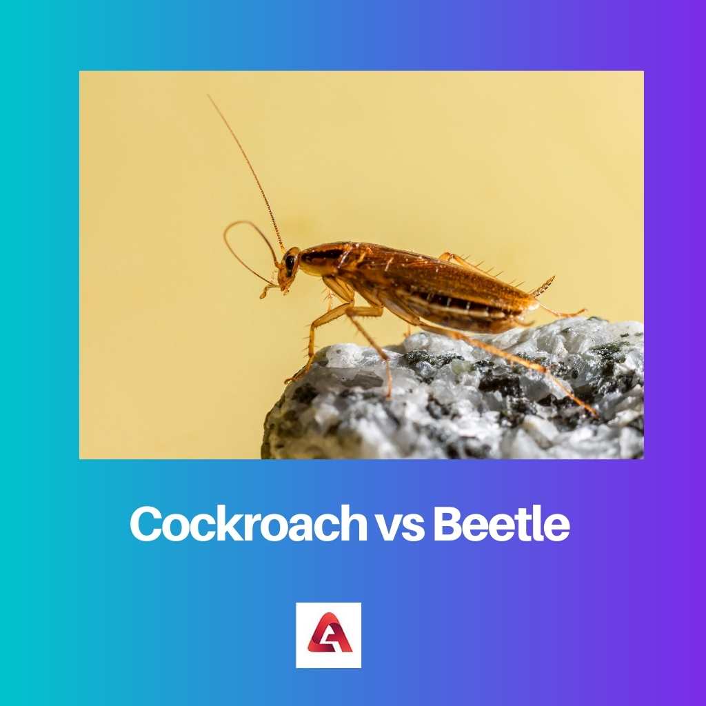 Cockroach vs Beetle