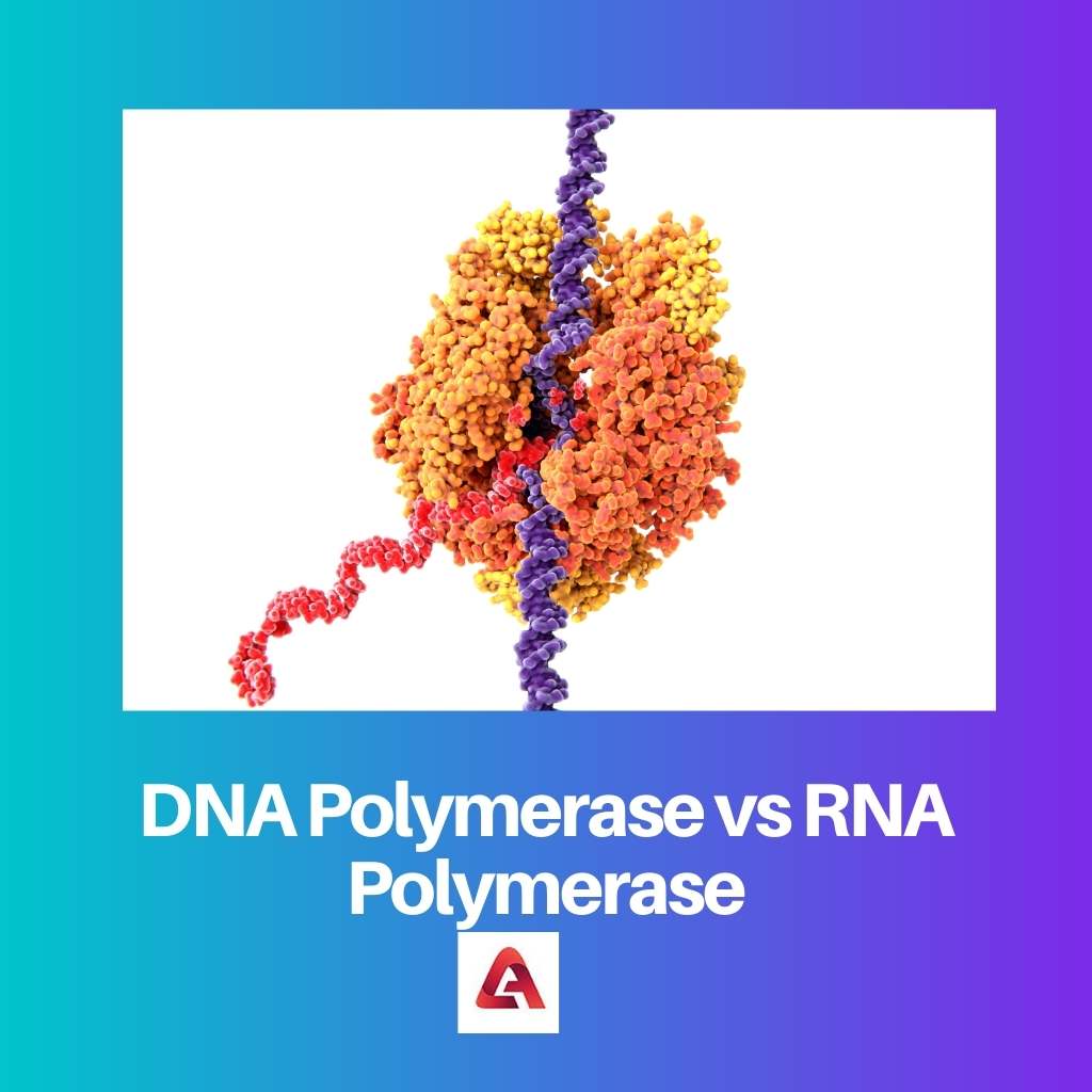 DNA polymerase so với RNA polymerase