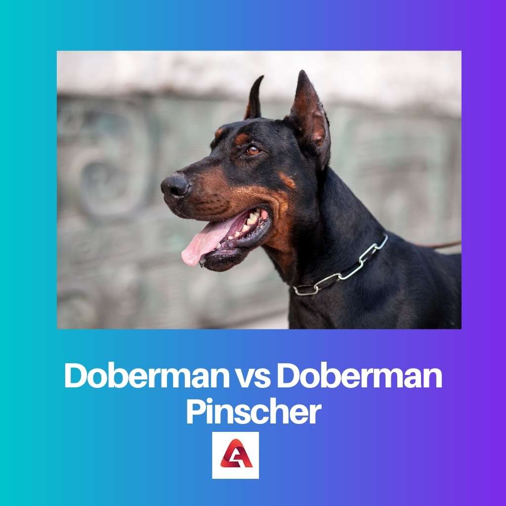 Doberman vs Doberman Pinscher