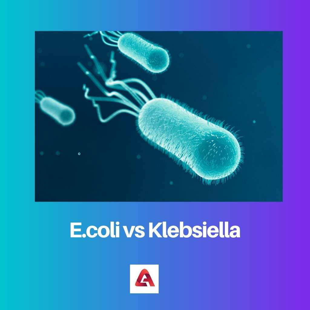 E. coli contre Klebsiella