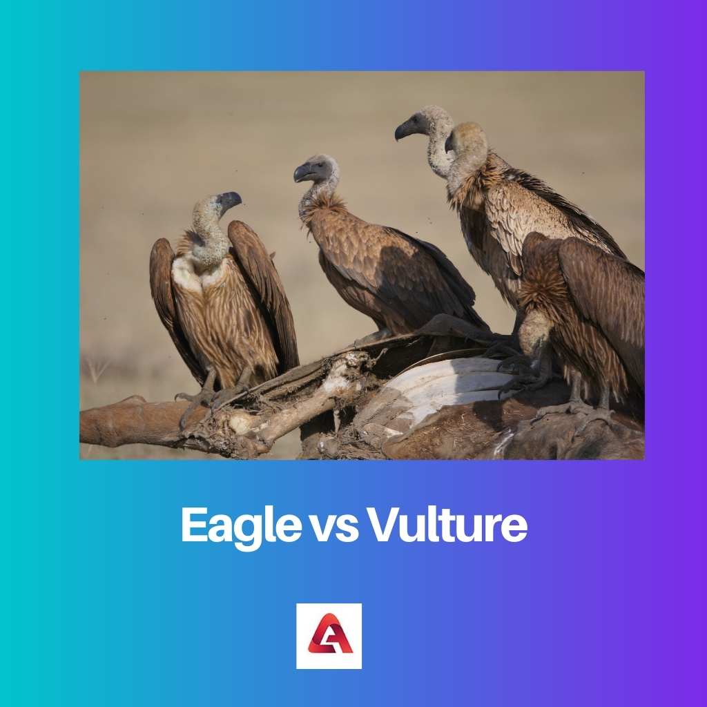 águila vs buitre