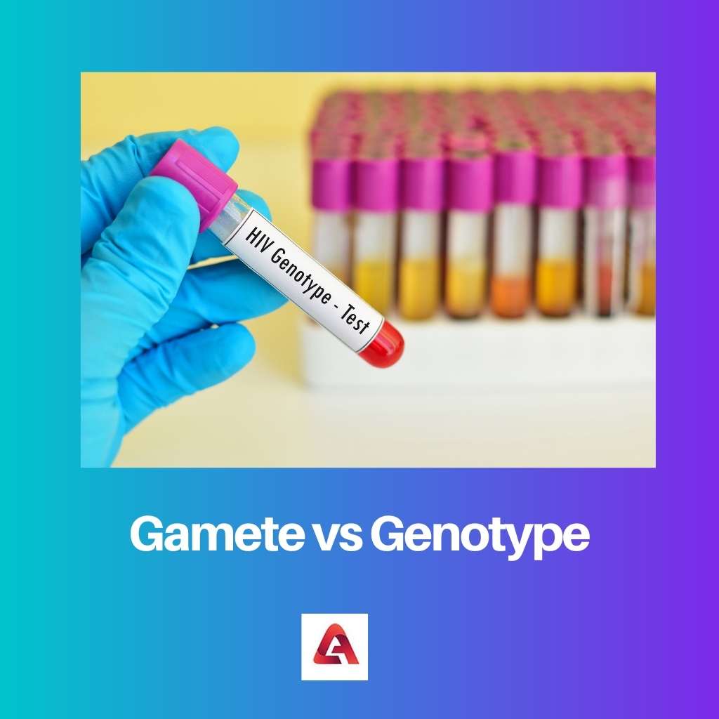 Gamete vs Genotype