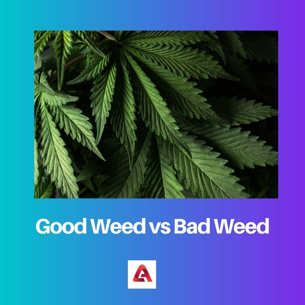 Weed tốt vs Weed xấu