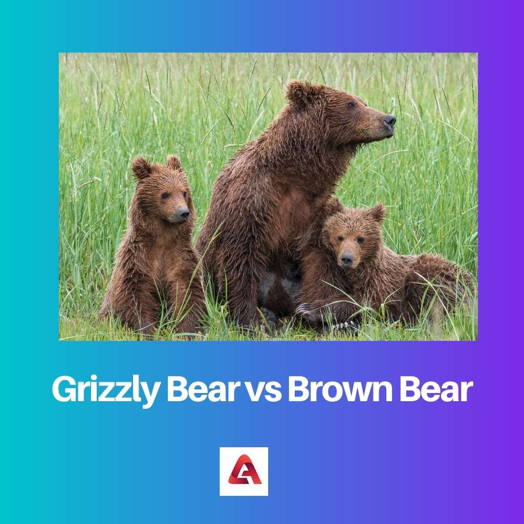 Grizzlybeer versus bruine beer