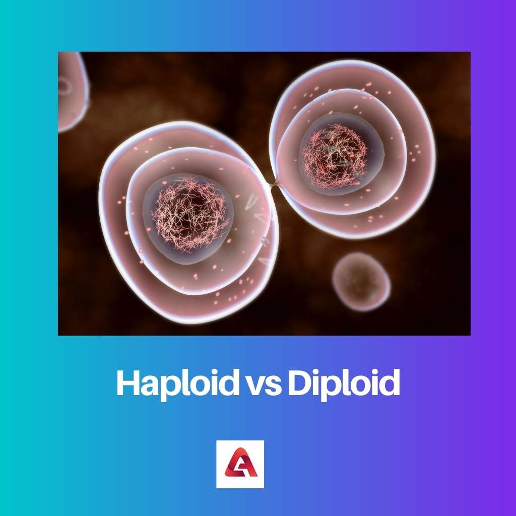 Haploid vs Diploid