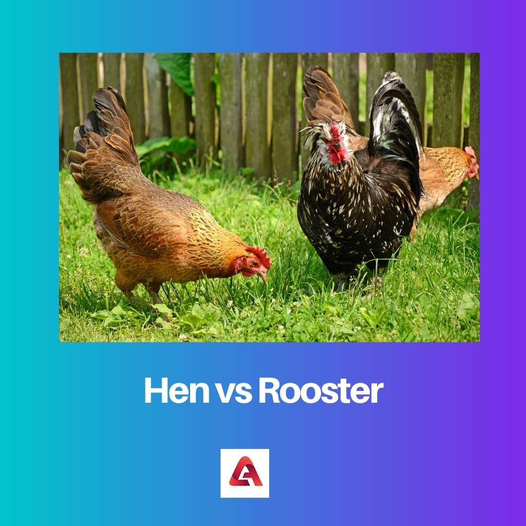 Ayam vs Ayam