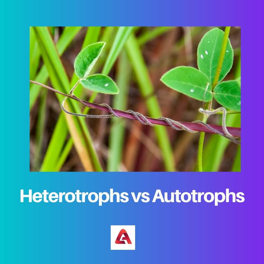 Hétérotrophes vs Autotrophes