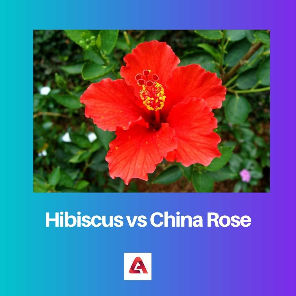 Hibiscus vs China Rose