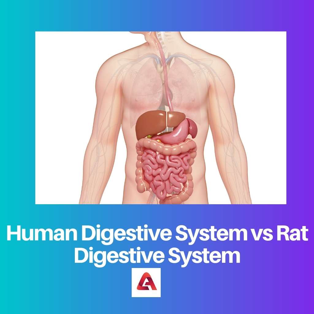 Hệ thống tiêu hóa của con người vs Hệ thống tiêu hóa của chuột