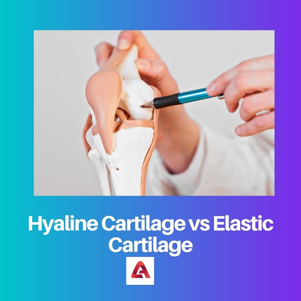 Cartilagine ialina vs cartilagine elastica