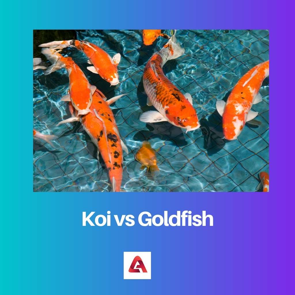 Koi vs Peixe Dourado
