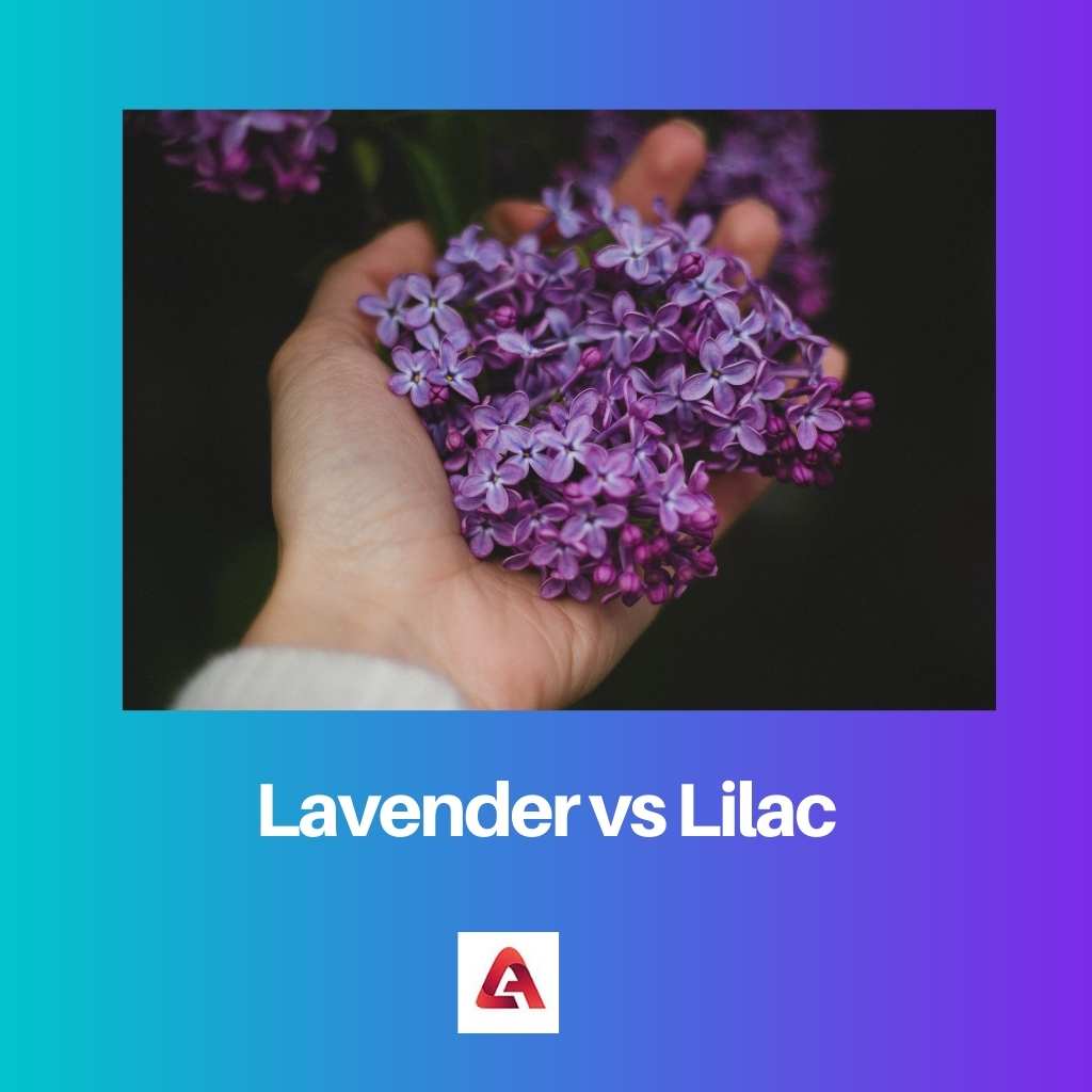 Lavender vs Ungu