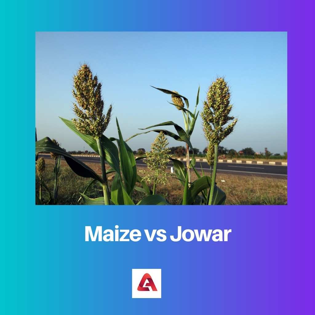Maïs contre Jowar