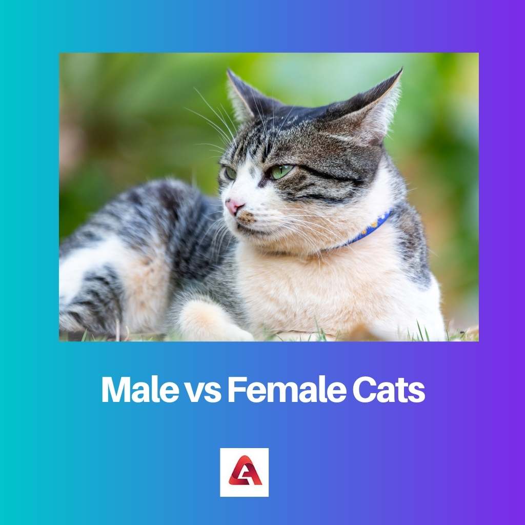 Gatos Machos x Fêmeas