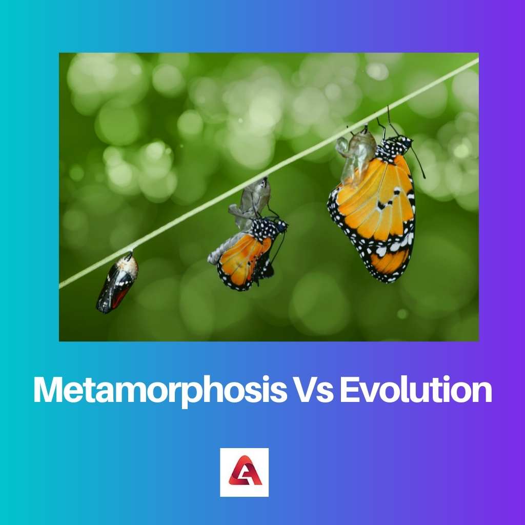 Metamorfoosi vs evoluutio