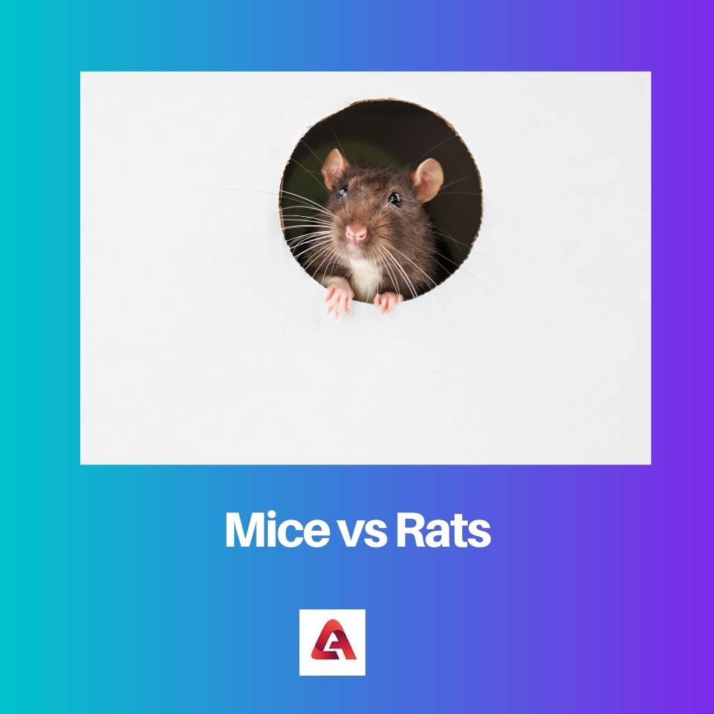 Mice vs Rats