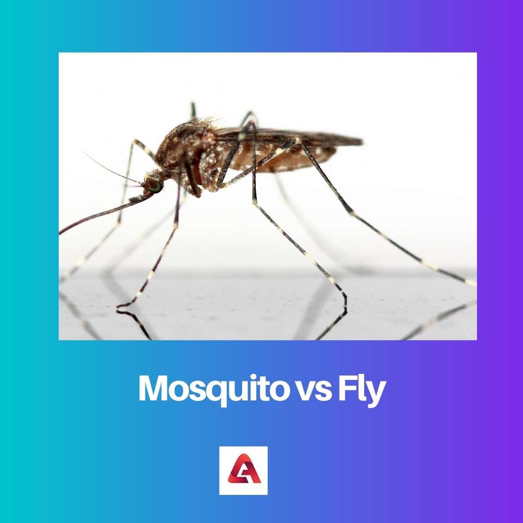 Κουνούπι εναντίον Μύγας