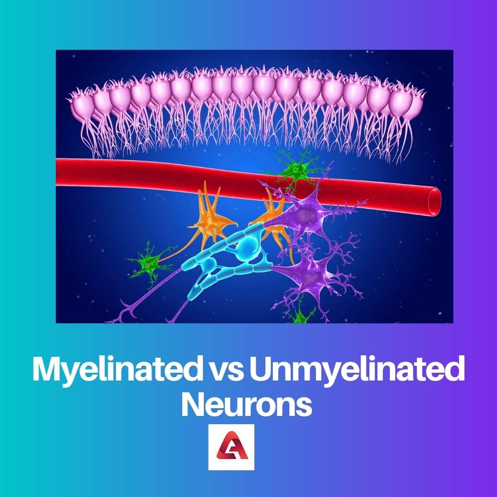 Neuronas mielinizadas vs no mielinizadas