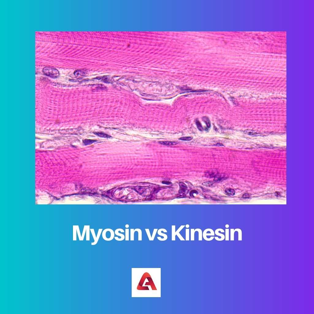 Myosine versus kinesine