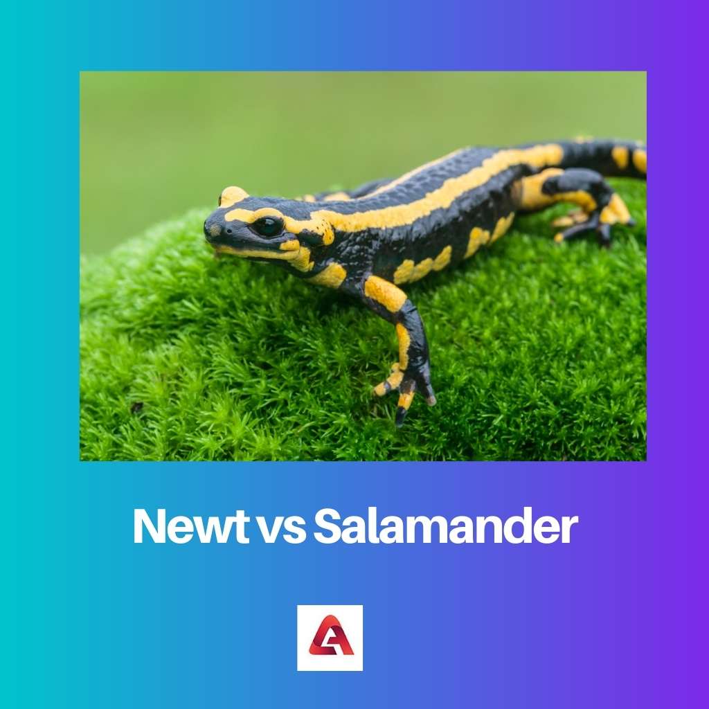 Newt versus Salamander