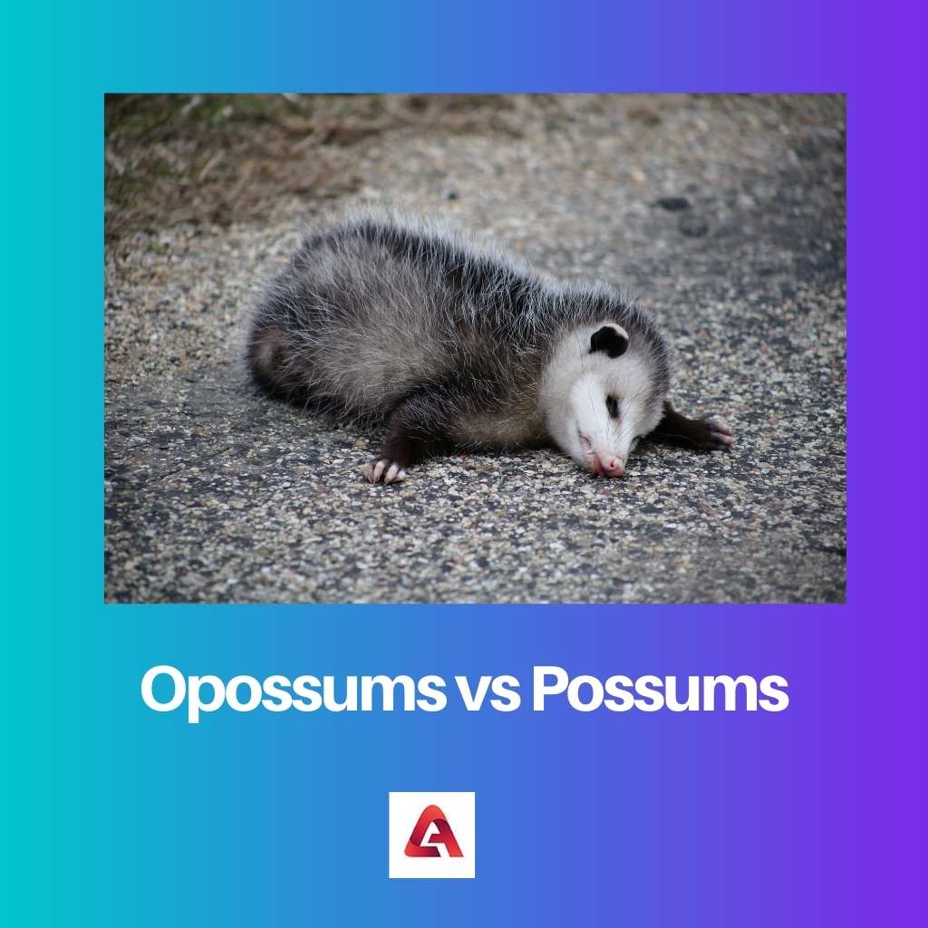 Opossums vs Possums