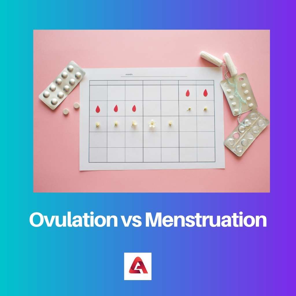 Ovulación vs Menstruación