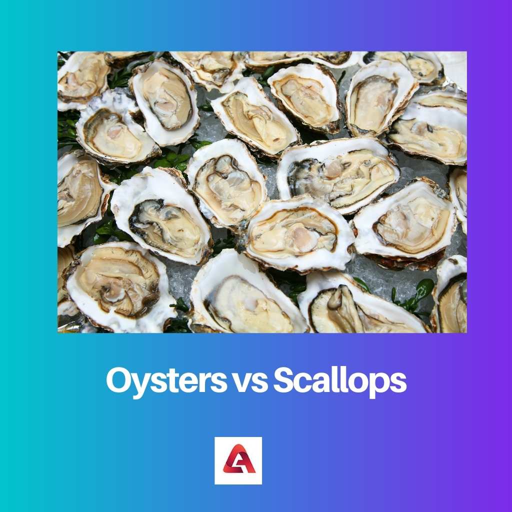 Oysters vs Scallops