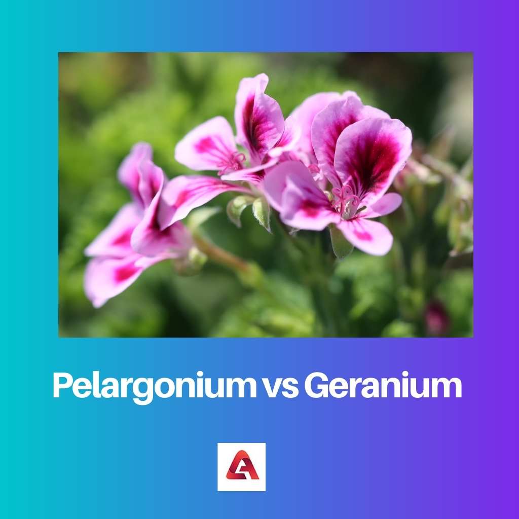Pélargonium vs Géranium