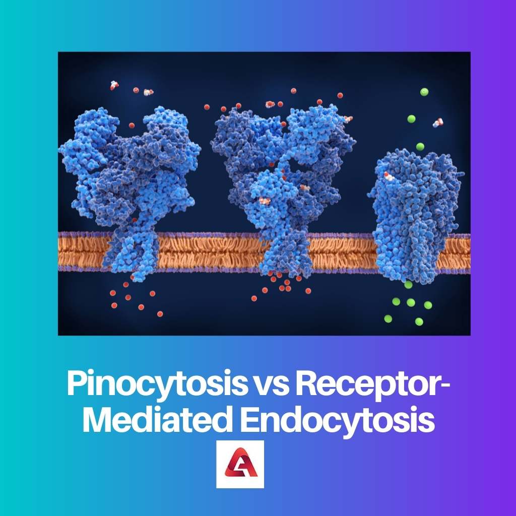 Pinocytosis vs Receptor Mediated Endocytosis