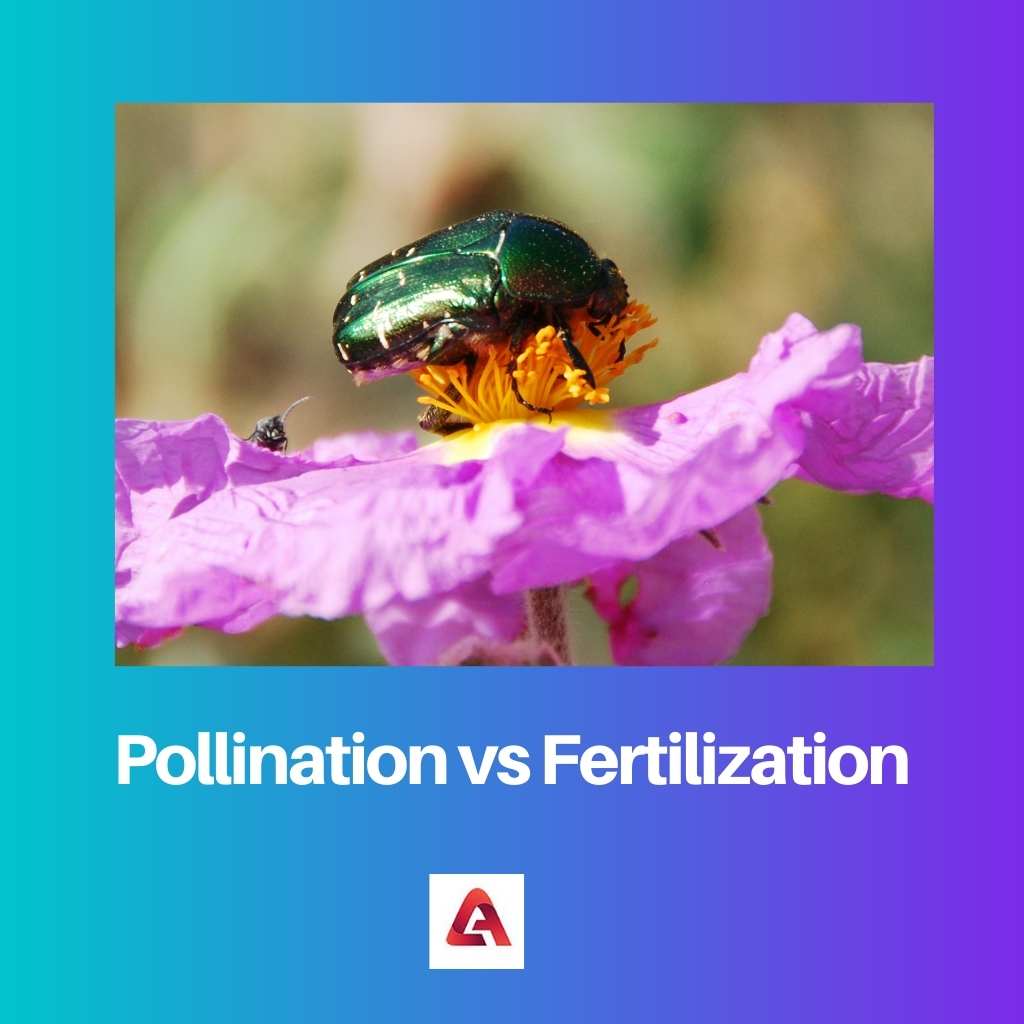 Pollination vs Fertilization