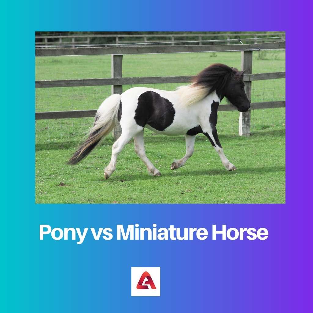 Pony versus miniatuurpaard