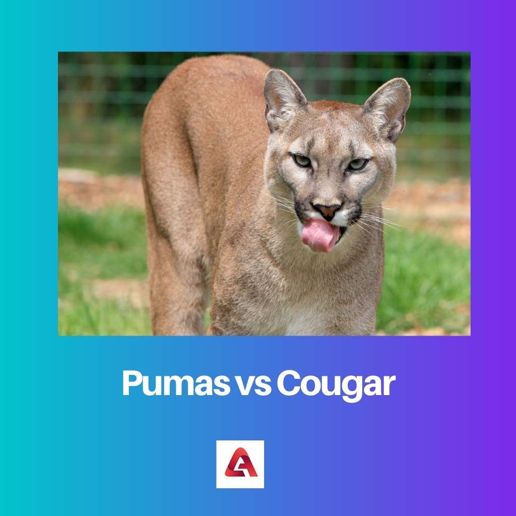 Pumas vs Cougar