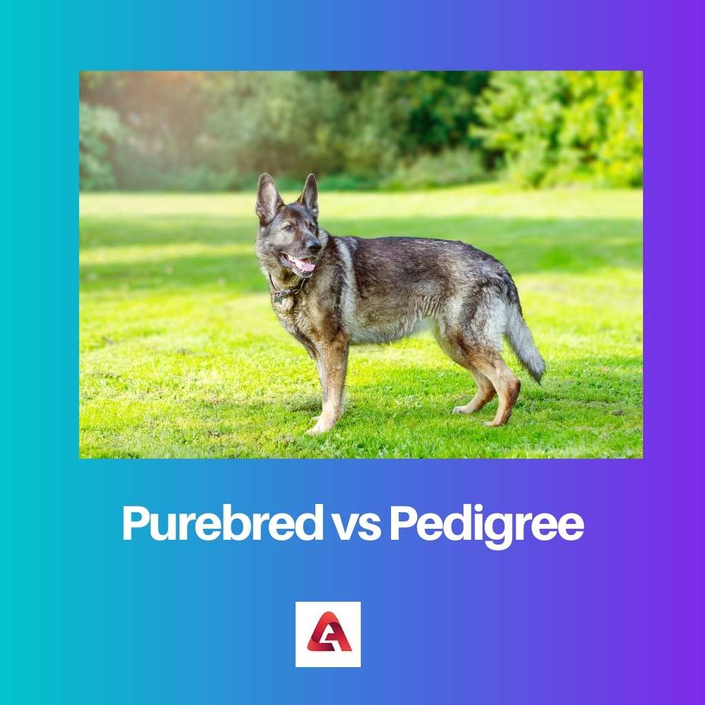 Purebred vs Pedigree