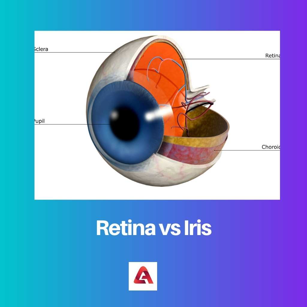Retina vs Iris