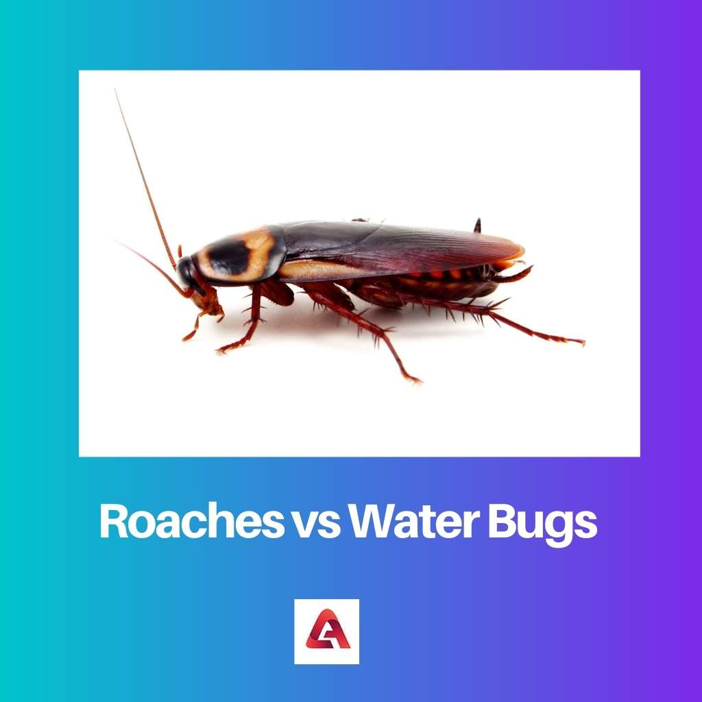 Kakkerlakken versus waterinsecten