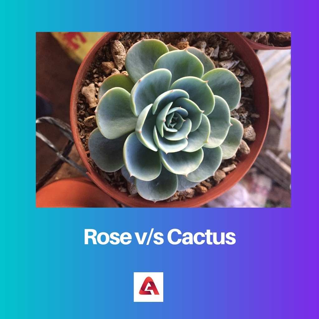 Rose contre Cactus