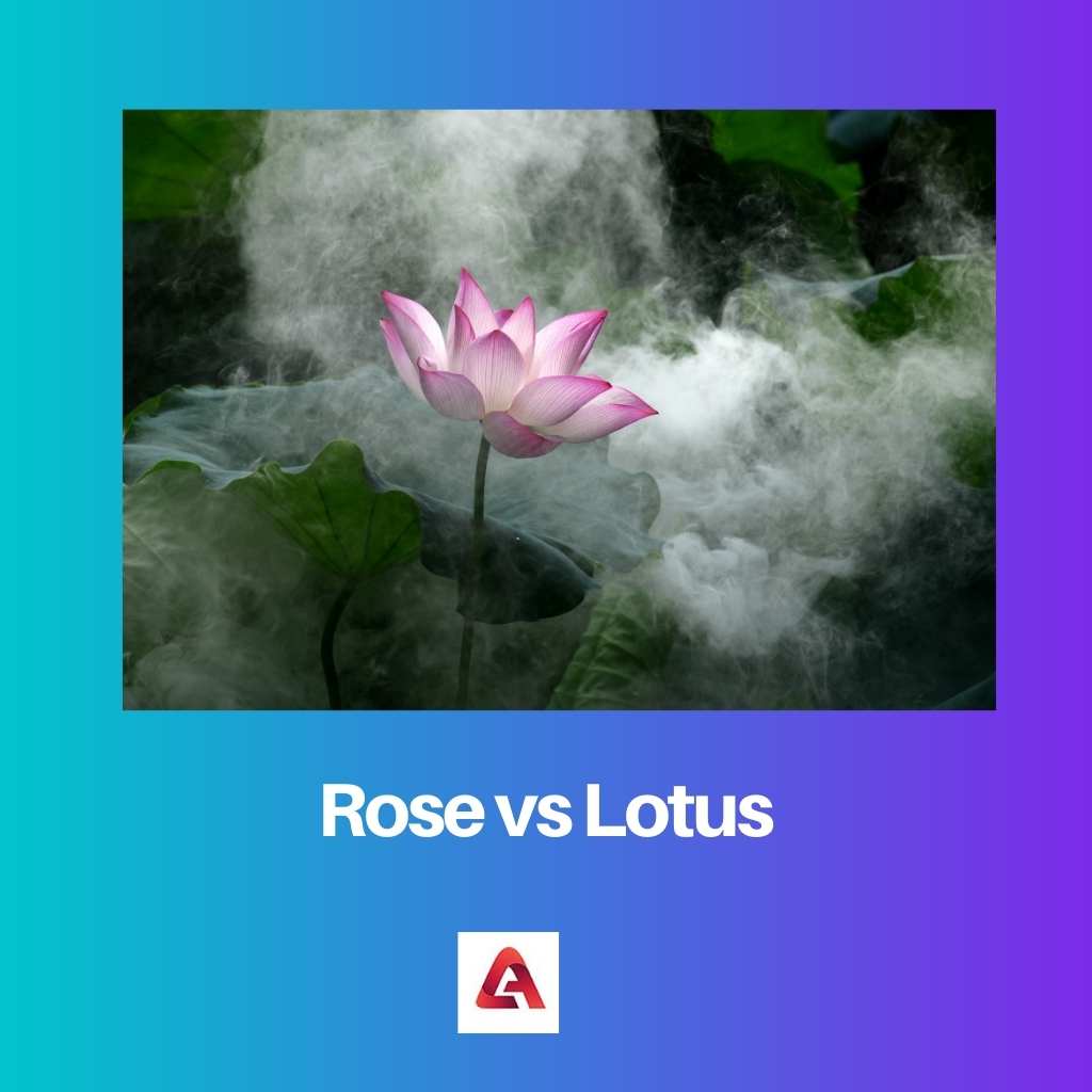 rosa contra loto
