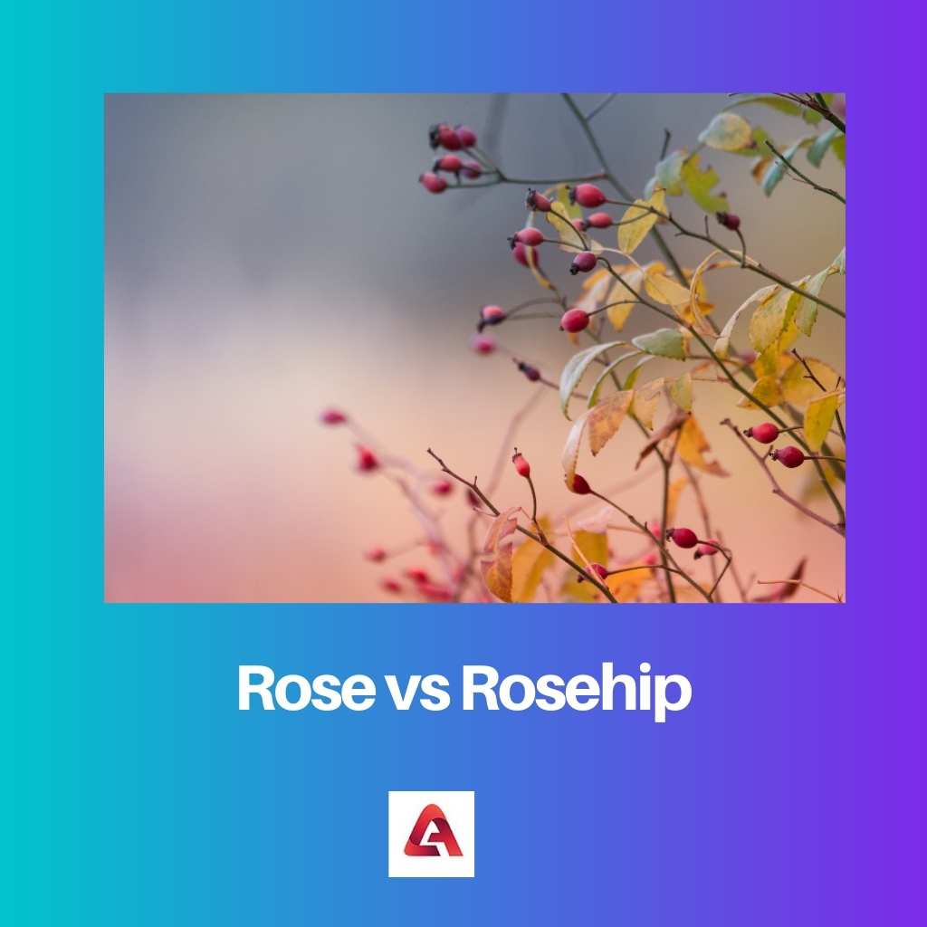 Rose vs Rosehip