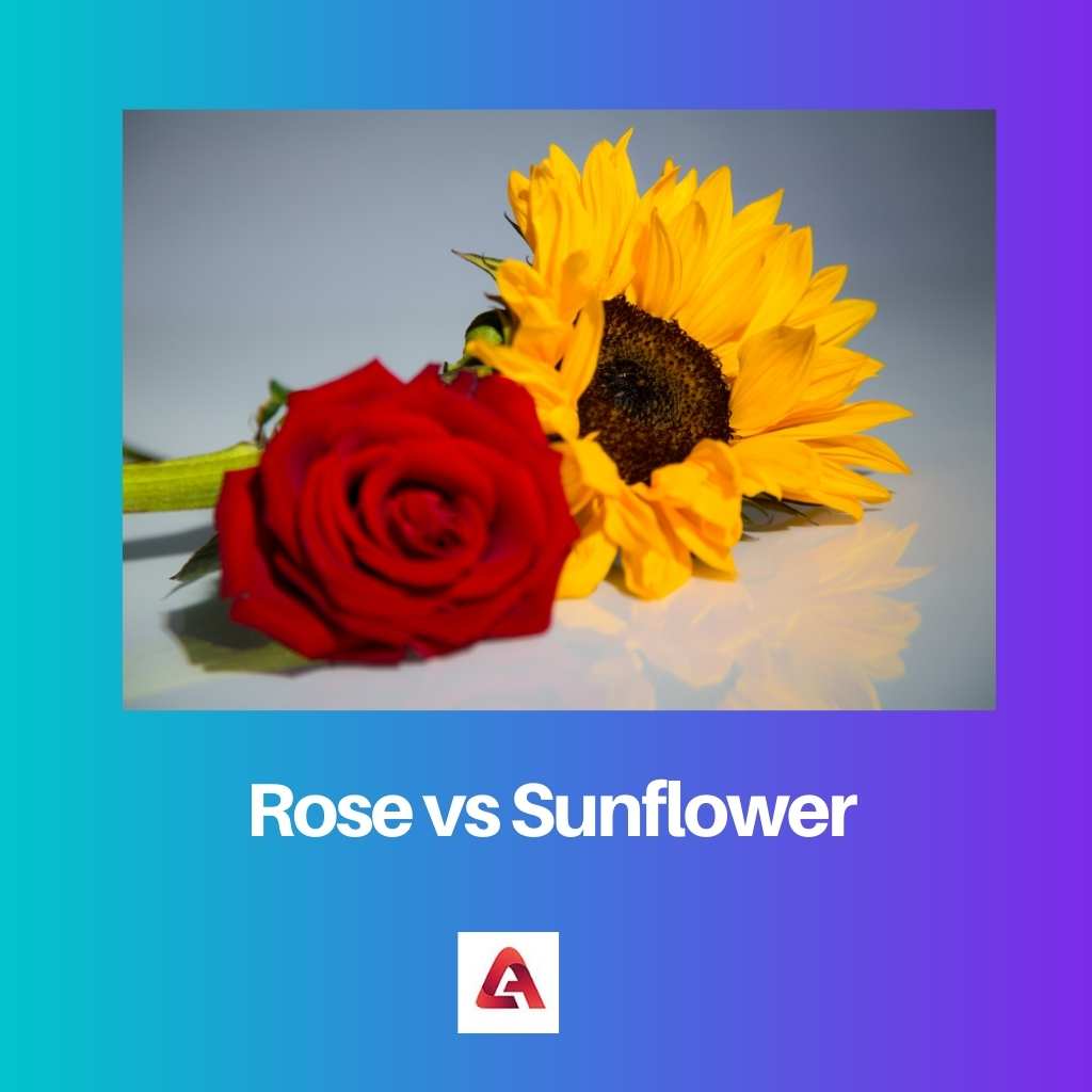 Rose vs Sunflower