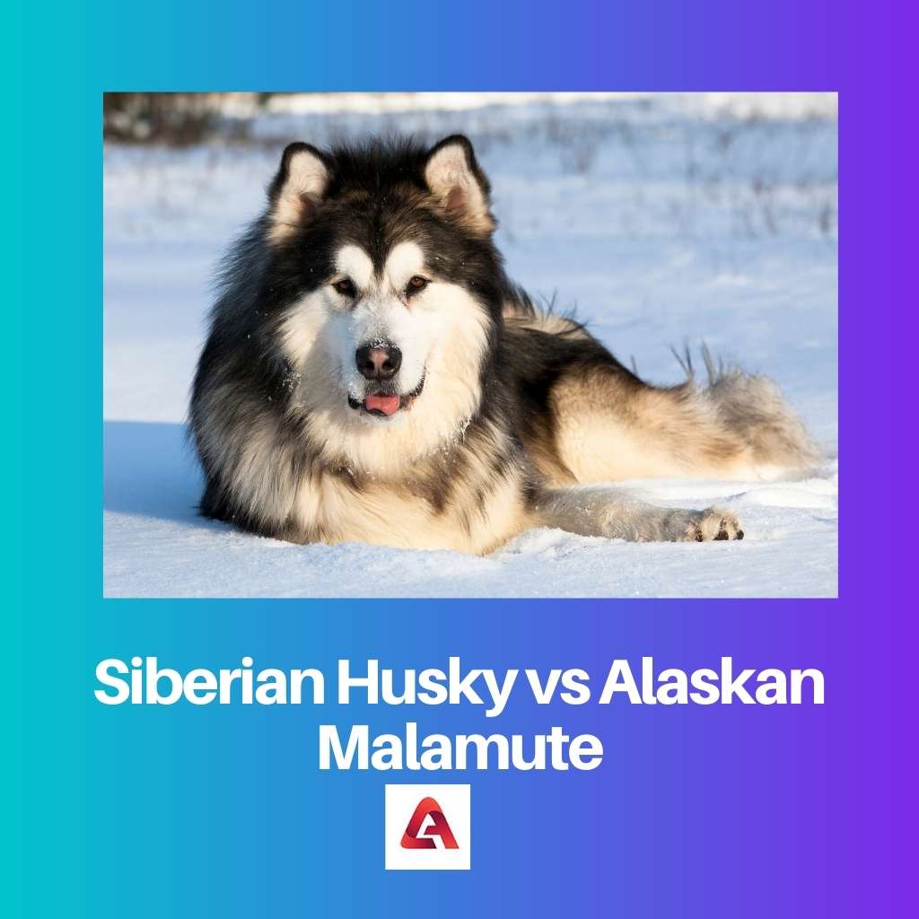Siberische Husky versus Alaskan Malamute