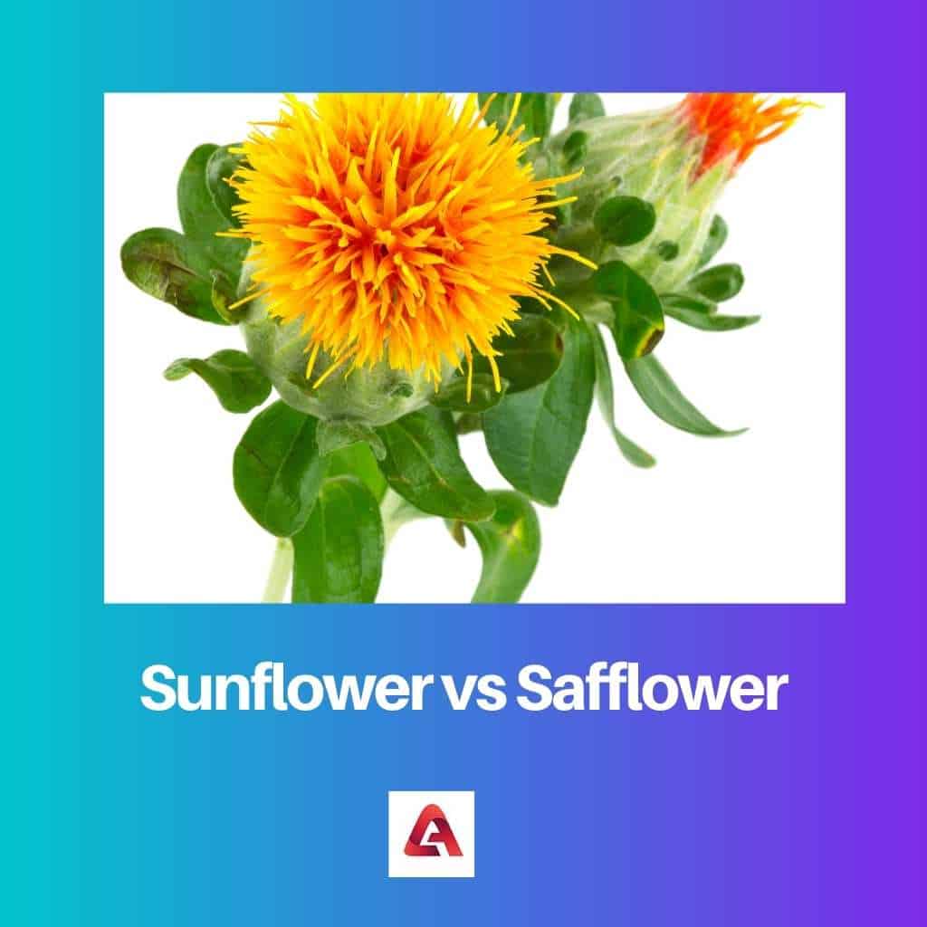 Zonnebloem versus Saffloer