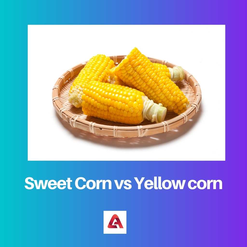 Sweet Corn vs Yellow corn